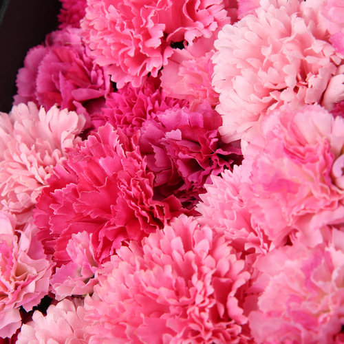 flower box (carnation)